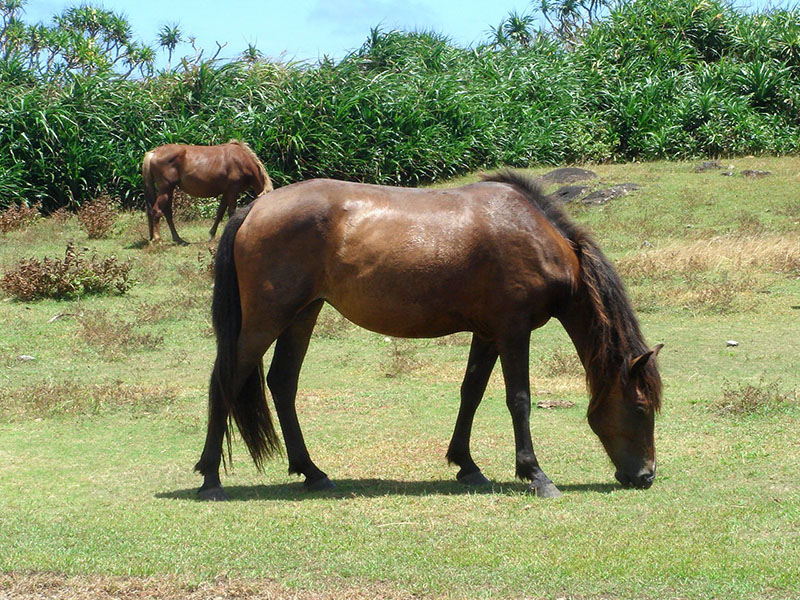 A Yonaguni horse eating grass in a field.