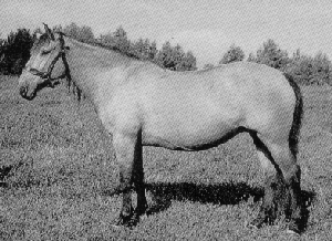 A Zhemaichu horse standing in a halter.