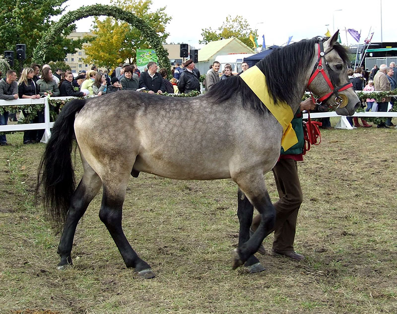 A Zemaichu horse at a show. 