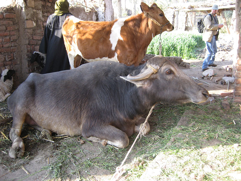 A brown buffalo with horns laying down.