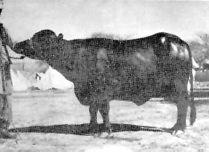 A kundi buffalo in black and white.