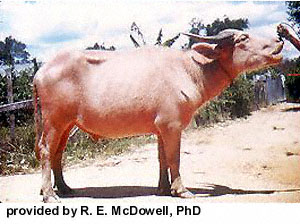 A Malaysian buffalo with, "Provided by R.E. McDowell, Ph.D." at the bottom.