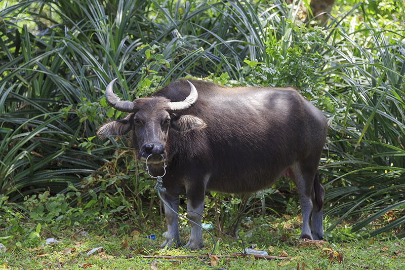 A malaysian buffalo standing in front of tall green plants.