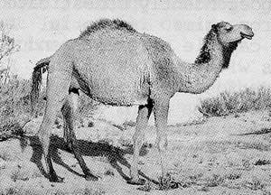 An Arvana Dromedary camel in the desert.