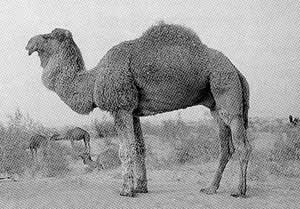 An Arvana Dromedary camel with thick fur.