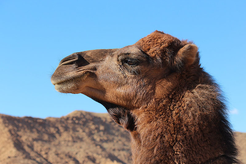 An Arvana Dromedary camel in front of a pretty blue sky.