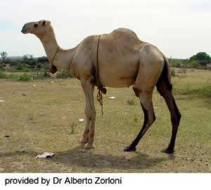 A Somali camel with, "Provided by Dr. Alberto Zortoni" at the bottom.