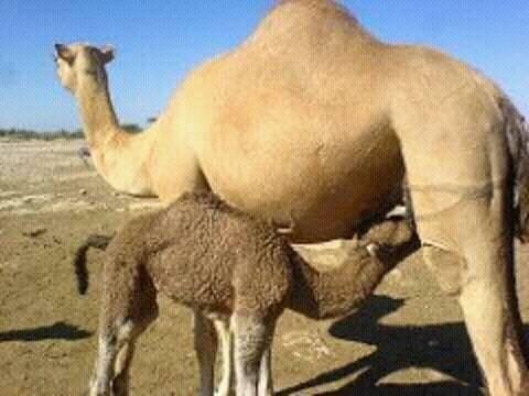A Somali camel and her calf.