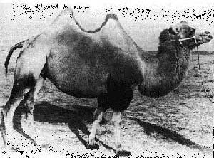 A Sonid camel in black and white.