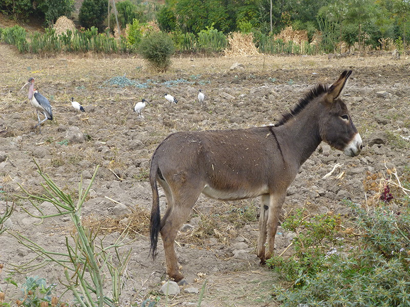 A brown donkey standing in a plowed field.