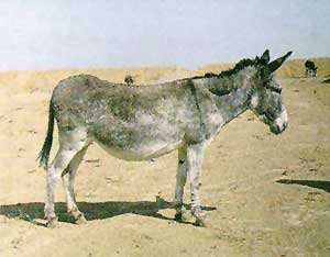 A Mary donkey in the desert.