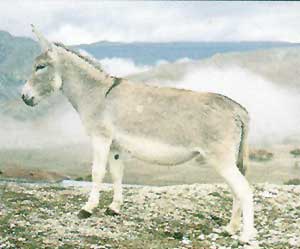 A white Mary donkey standing on a hill.