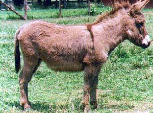 A brown miniature donkey in a pen.