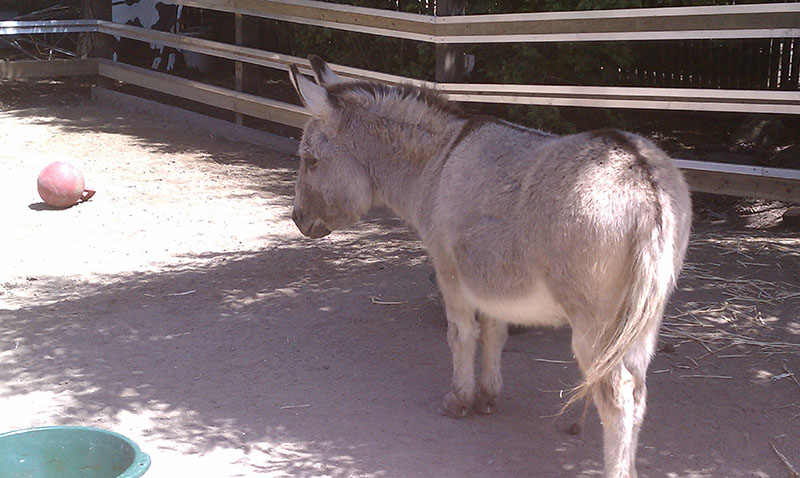 A miniature donkey standing in a pen.