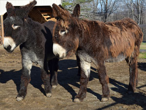 Two Poitou donkeys in a pen.