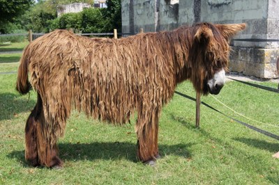 A Poitou donkey standing on bright green grass.