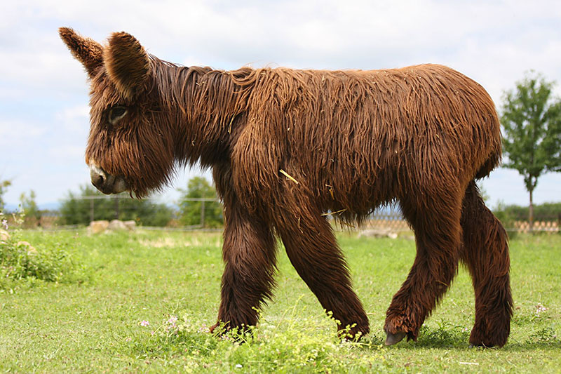 A brown donkey with long hair walking in a field of grass.