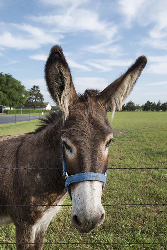 A standard donkey with a blue halter putting it's head over the fence.
