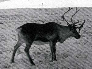 A Chukotka reindeer standing in the snow.