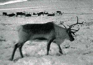 A Chukotka reindeer standing in the front of a herd.