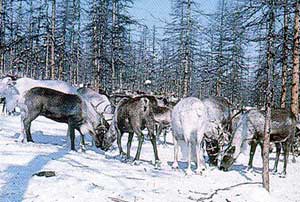 A group of Even reindeer in the snow.
