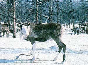 An Even reindeer in the forest during the snow.