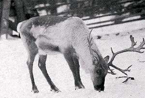 An Evenk reindeer standing in snow.
