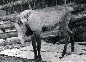 An evenk reindeer in front of a fence.