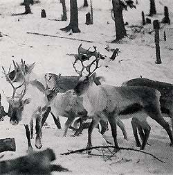 A group of evenk reindeer.