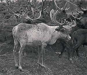 A Nentsi reindeer surrounded by other reindeer.