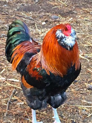 A red and black Ameraucana rooster.