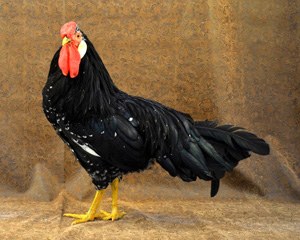 A black Ancona rooster with white speckles.