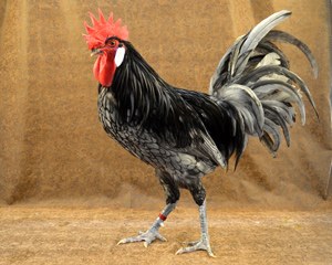 A black and gray Andalusian rooster.