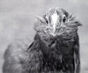 An up-close, black and white photo of an Appenzell Bearded Hen.