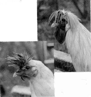 A black and white photo of two Appenzell Pointed Hood hens.
