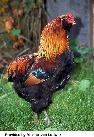 A red and black Araucana hen standing in the grass.