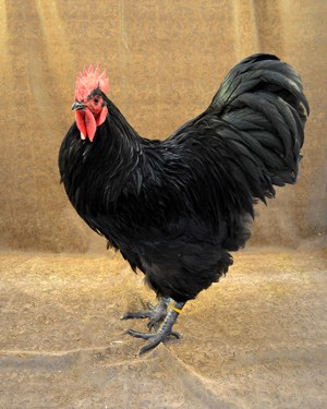 A black Australorp rooster.