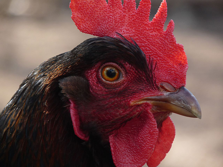 A close up photo of a dark red Barnevelders chicken.