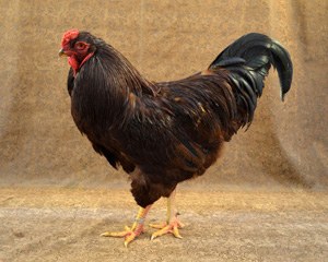 A dark red Buckeye chicken with black tail feathers.