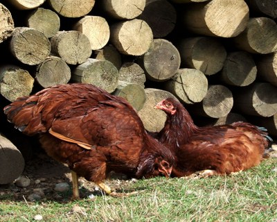 Two dark red Buckeye hens in the grass.