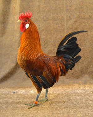 A red Buttercup rooster with black tail feathers.