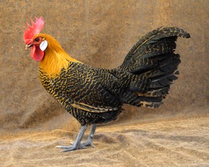 A golden Campine rooster with gold and black feathers.