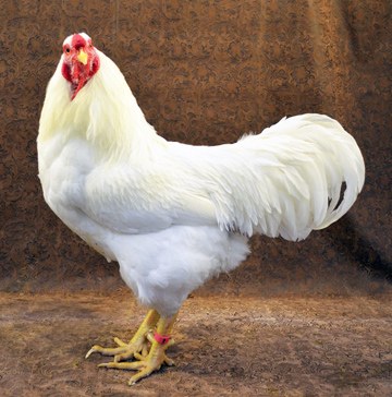 A white Chantecler hen with fluffy tail feathers.