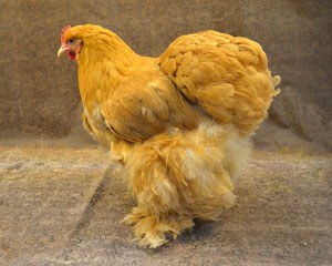 A fluffy golden Cochin hen.