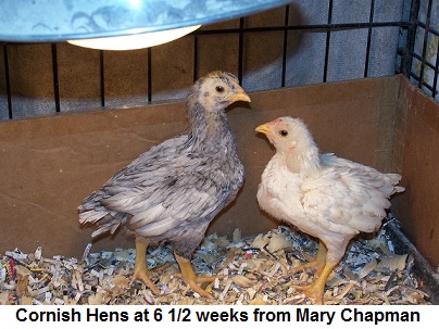 Two small, light colored Cornish chicks.