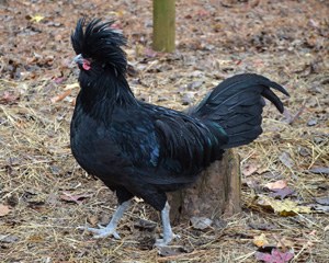 A black Crevecoeur chicken with fluffy feathers on its head.