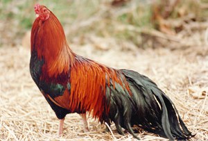 A red and black Cubalaya hen with long tail feathers.