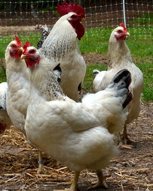 A flock of white Delware chickens in a pen.