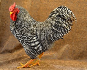 A Dominique rooster with black and white feathers.