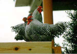 Three Dominique chickens perched on a wall.